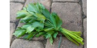 Leustean verde certificat Ecologic Legumedetara - pentru iarna (150 gr) 
